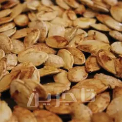 تخمه کدو سایز 11 | فروش عمده و جزئی درجه 1 با طعم و کیفیت بی‌نظیر در تاجرین