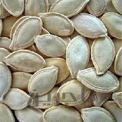 تخمه کدو سایز 11 | فروش عمده و جزئی درجه 1 با طعم و کیفیت بی‌نظیر در تاجرین