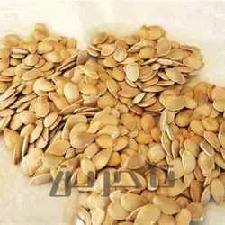 تخمه کدو سایز 11 | فروش عمده و جزئی درجه 1 با طعم و کیفیت بی‌نظیر در تاجرین