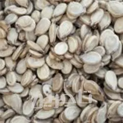 فروش عمده تخمه هندوانه با کیفیت برتر در تاجرین خشکبار