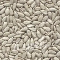 مغز تخمه آفتابگردان ایرانی | خرید عمده با کیفیت درجه 1 وبهترین قیمت از تاجرین