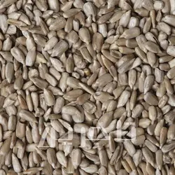 مغز تخمه آفتابگردان ایرانی | خرید عمده با کیفیت درجه 1 وبهترین قیمت از تاجرین