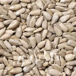 مغز تخمه آفتابگردان ایرانی | خرید عمده با کیفیت درجه 1 وبهترین قیمت از تاجرین