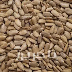 مغز تخمه آفتابگردان ایرانی | خرید عمده با کیفیت درجه 1 وبهترین قیمت از تاجرین