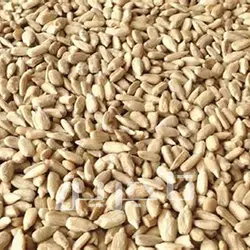 مغز تخمه آفتابگردان ایرانی | خرید عمده با کیفیت درجه 1 وبهترین قیمت از تاجرین