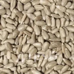 مغز تخمه آفتابگردان روسیه | خرید عمده با کیفیت درجه 1 وبهترین قیمت از تاجرین