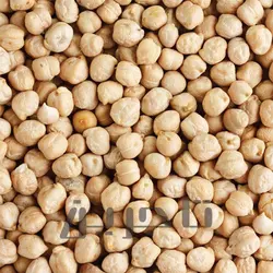 نخودچی ریز و درشت ممقان | فروش عمده و جزئی با کیفیت عالی در تاجرین