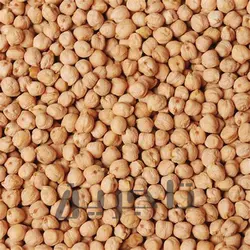 نخودچی ریز و درشت ممقان | فروش عمده و جزئی با کیفیت عالی در تاجرین