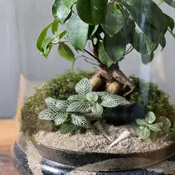 تراریوم بنسای فیکوس رتوزا کد 20