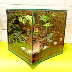 گیاه طبیعی تراریوم مدل کلبه کد 1