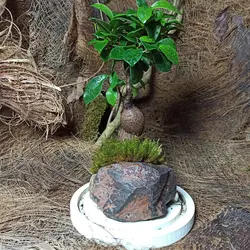 گیاه طبیعی بنسای جینسینگ مدل تراریوم