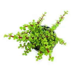 گیاه طبیعی ساکولنت مدل  خرفه ای کد s42