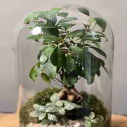 تراریوم بنسای فیکوس رتوزا کد 20