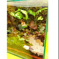 گیاه طبیعی تراریوم مدل کلبه کد 1