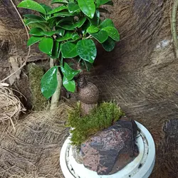 گیاه طبیعی بنسای جینسینگ مدل تراریوم