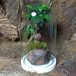 گیاه طبیعی بنسای جینسینگ مدل تراریوم