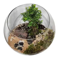 تراریوم گیاه طبیعی کد Kore-sml28