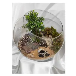 تراریوم گیاه طبیعی کد Kore-sml28