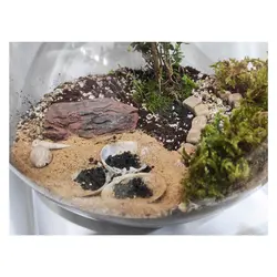 تراریوم گیاه طبیعی کد Kore-sml28