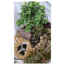 تراریوم گیاه طبیعی کد Kore-sml28