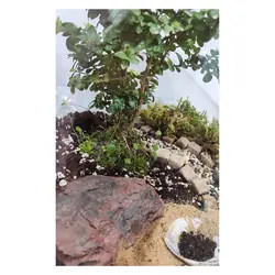 تراریوم گیاه طبیعی کد Kore-sml28