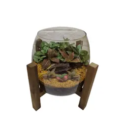 تراریوم گیاه طبیعی مدل آهو