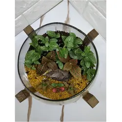 تراریوم گیاه طبیعی مدل آهو