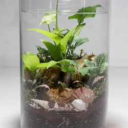 تراریوم مدل شیشه ای استوانه کد 5