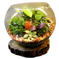 گیاه طبیعی تراريوم مدل كوچك کد t-li