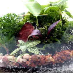 گیاه طبیعی تراريوم مدل كوچك کد t-li