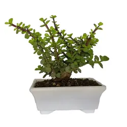 گیاه طبیعی خرفه ای کد qq14