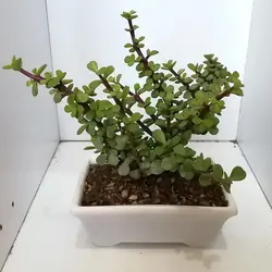 گیاه طبیعی خرفه ای کد qq14