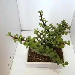 گیاه طبیعی خرفه ای کد qq14