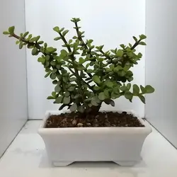 گیاه طبیعی خرفه ای کد qq14