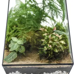 تراریوم بلند هیمان مدل 5 ضلعی کد HV003