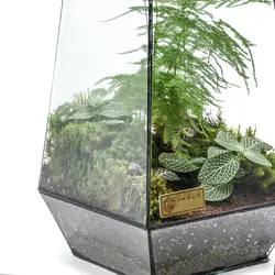 تراریوم بلند هیمان مدل 5 ضلعی کد HV003