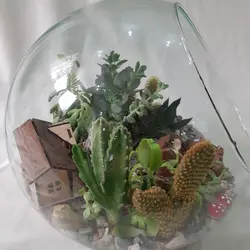 گیاه طبیعی تراریوم ساکولنت و کاکتوس مدل 128