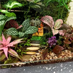 گیاه طبیعی تراریوم مدل نارنیا