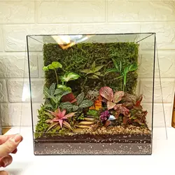 گیاه طبیعی تراریوم مدل نارنیا