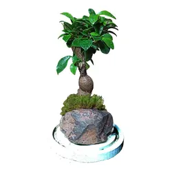 گیاه طبیعی بنسای جینسینگ مدل تراریوم