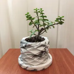 گیاه طبیعی کراسولا خرفه ای کد pg_23