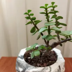 گیاه طبیعی کراسولا خرفه ای کد pg_23