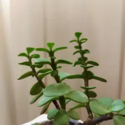 گیاه طبیعی کراسولا خرفه ای کد pg_23