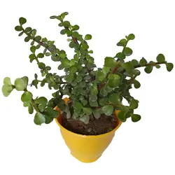 گیاه طبیعی کراسولا خرفه ای کد rp03