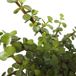 گیاه طبیعی کراسولا خرفه ای کد rp03