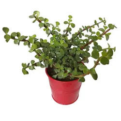 گیاه طبیعی کراسولا خرفه ای کد rf07