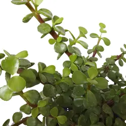 گیاه طبیعی کراسولا خرفه ای کد rf07