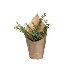 گیاه طبیعی کراسولا خرفه ای کد gs14