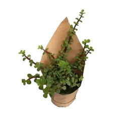 گیاه طبیعی کراسولا خرفه ای کد gs14