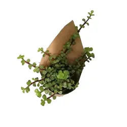 گیاه طبیعی کراسولا خرفه ای کد gs14